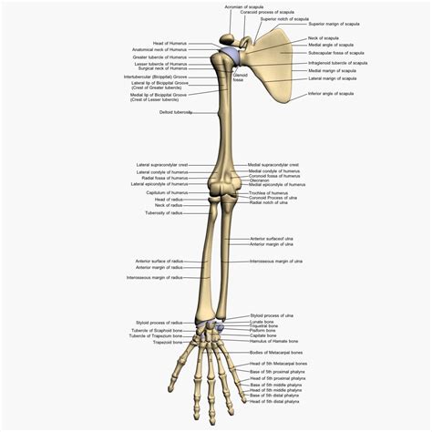 Skeleton Arm (left) .